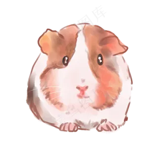 水彩动物荷兰猪
