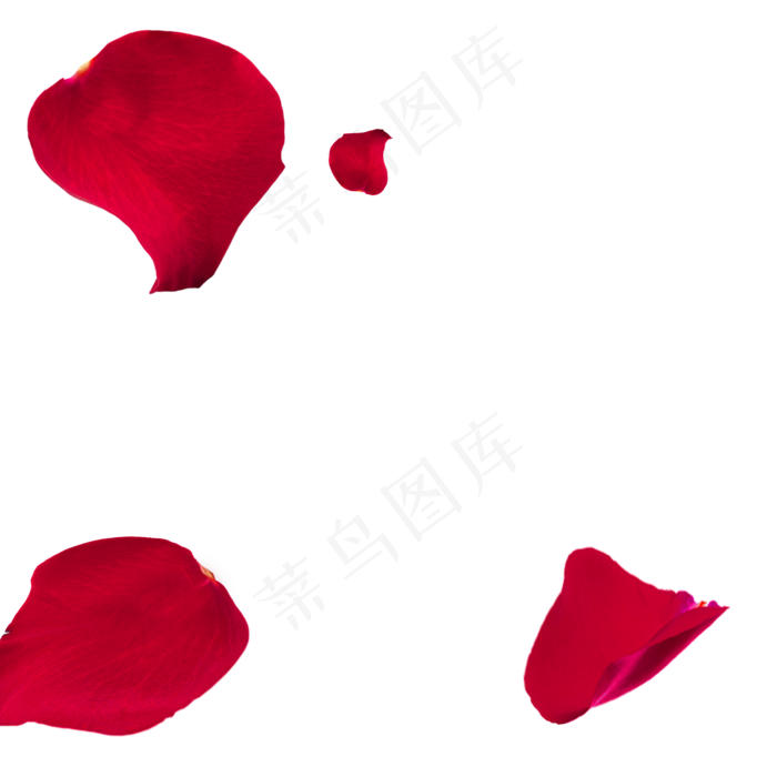 红色玫瑰花瓣,免抠元素
