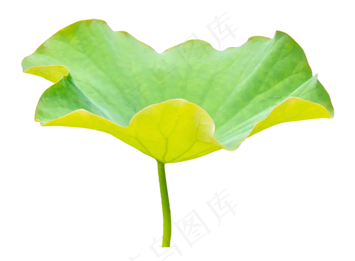 荷花荷叶植物(2000X2000(DPI:299))