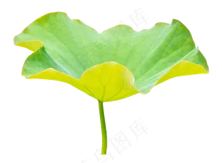 荷花荷叶植物