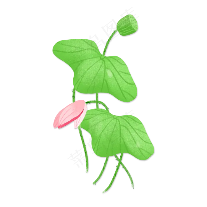 清明节荷花荷叶png素材