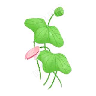 清明节荷花荷叶png素材