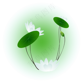 夏日荷花清新精美