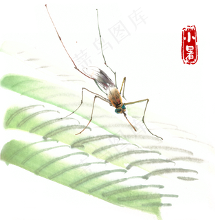 小暑芭蕉叶上的昆虫