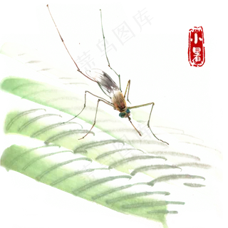 小暑芭蕉叶上的昆虫