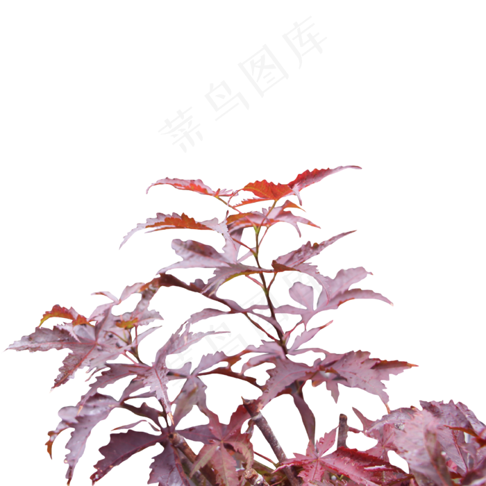 红色叶子植物(2000X2000(DPI:300))