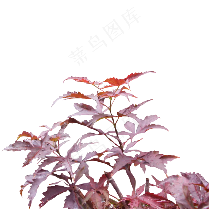 红色叶子植物(2000X2000(DPI:300))
