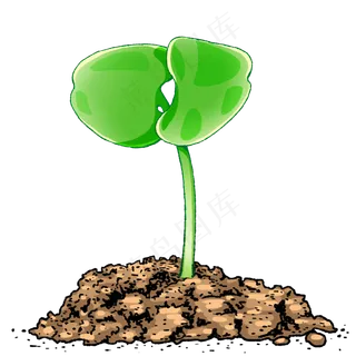 豆芽保护自然蔬菜农作物植物