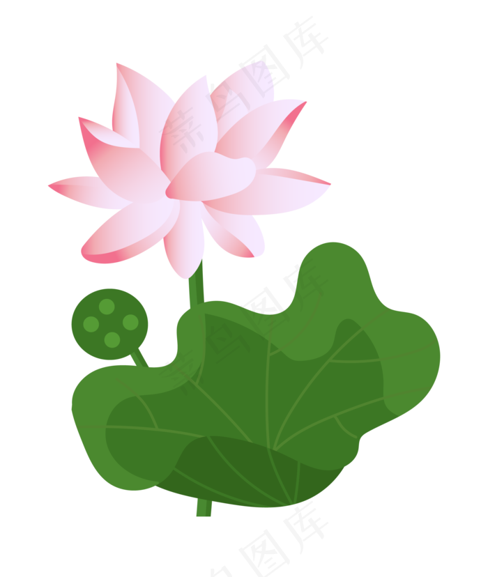 漂亮的荷花和莲蓬