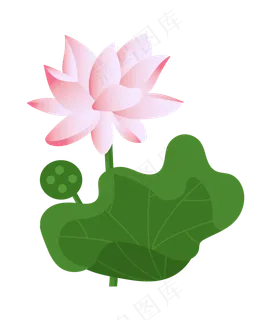 漂亮的荷花和莲蓬