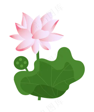 漂亮的荷花和莲蓬