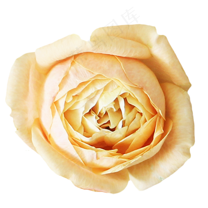 香槟色玫瑰月季花(3000X3000(DPI:300))
