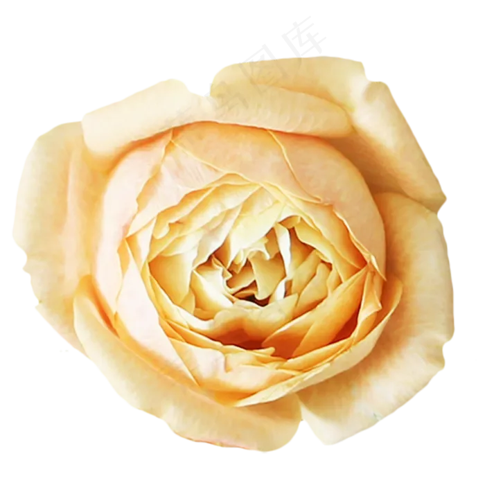 香槟色玫瑰月季花(3000X3000(DPI:300))