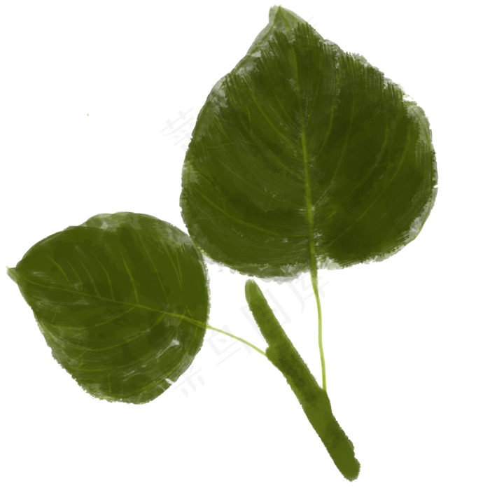 菩提叶叶子