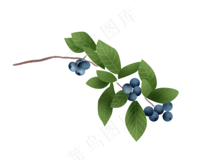手绘蓝莓素材 手绘蓝莓素材