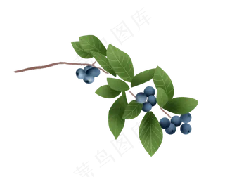 手绘蓝莓素材