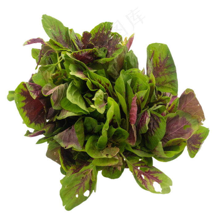 新鲜蔬菜小米菜