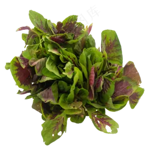 新鲜蔬菜小米菜