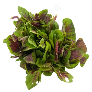 新鲜蔬菜小米菜