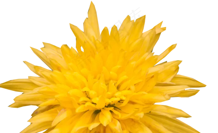 菊花黄色鲜艳(2000X1223(DPI:381))psd模版下载