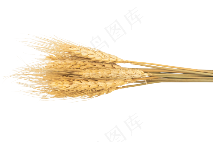 金色麦穗粮食,免抠元素