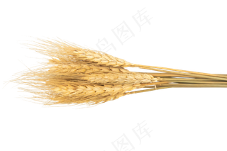 金色麦穗粮食,免抠元素