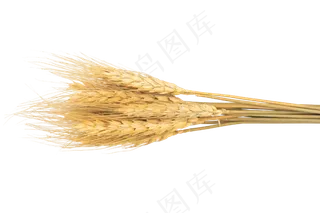 金色麦穗粮食,免抠元素