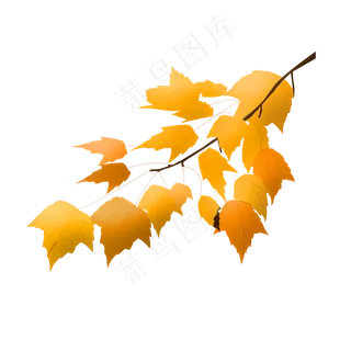 卡通黄了的枫叶免抠图