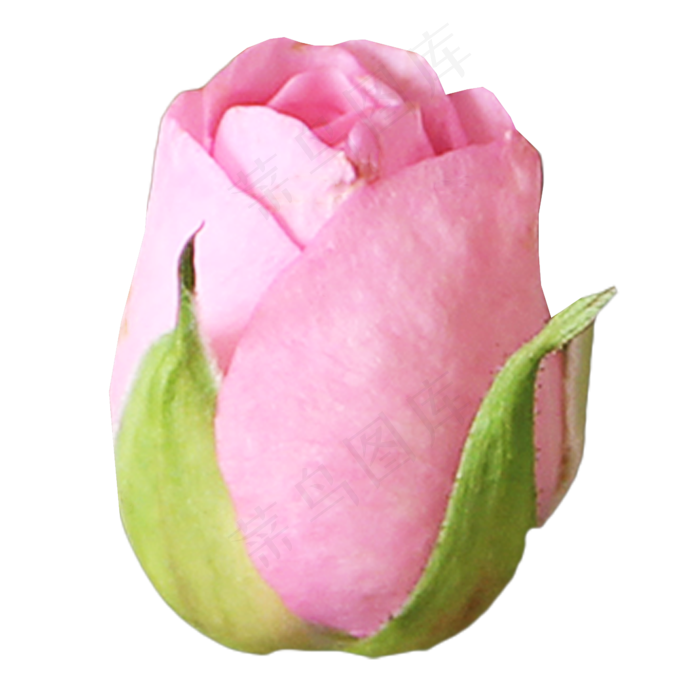 粉色玫瑰花朵花蕾(2333*2333px 300 dpi )
