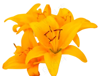 盛开的黄色百合花