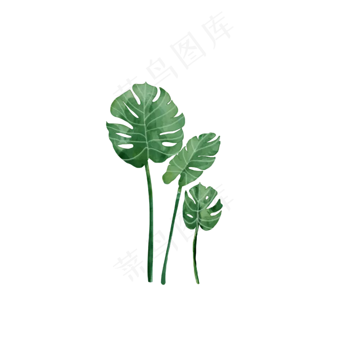 水彩风龟背竹免抠(4000X4000(DPI:300))psd模版下载