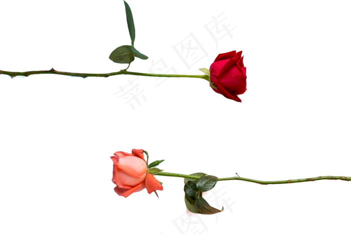 玫瑰花情人节