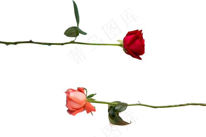 玫瑰花情人节