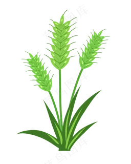 夏季节气小满小麦