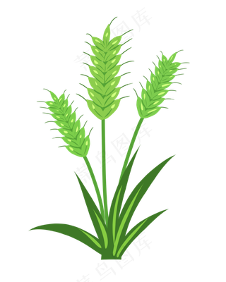 夏季节气小满小麦