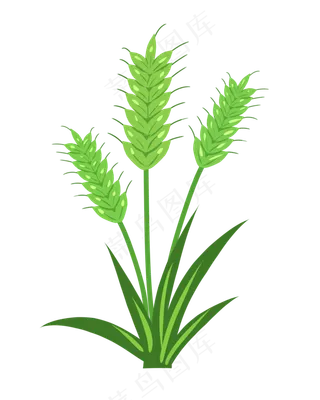 夏季节气小满小麦