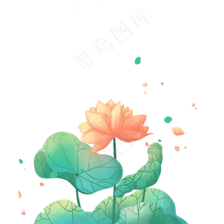 荷花美丽的盛开