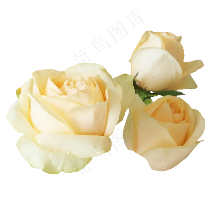 鲜花玫瑰花(2480X3507(DPI:300))