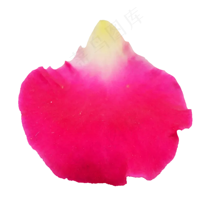 一片玫瑰花瓣(2897X2362(DPI:300))psd模版下载