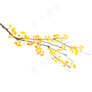 黄色银杏叶树枝,免抠元素