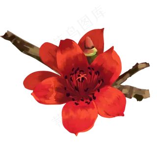 红色花开木棉花