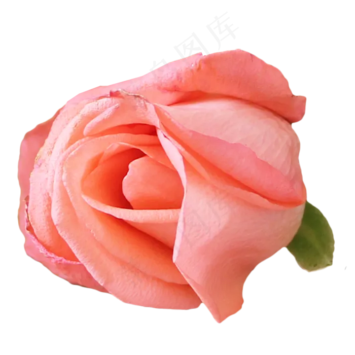 粉色玫瑰(2412X2000(DPI:300))