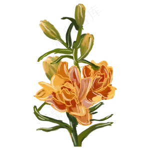 盛开的橙色百合