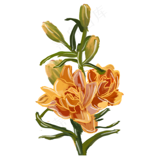 盛开的橙色百合