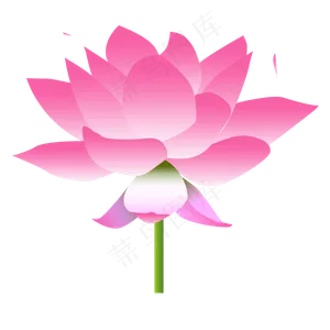 新鲜漂亮的荷花免抠图