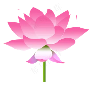 新鲜漂亮的荷花免抠图