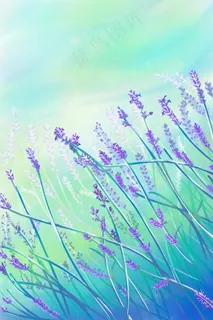 色彩缤纷繁花薰衣草 色彩缤纷繁花薰衣草