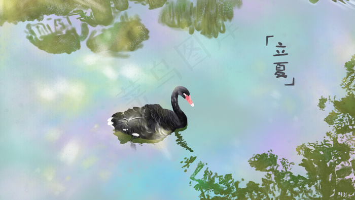 夏天池塘河塘黑天鹅