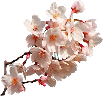 樱花开花植物免扣png