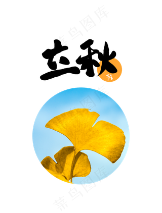 立秋节气银杏叶